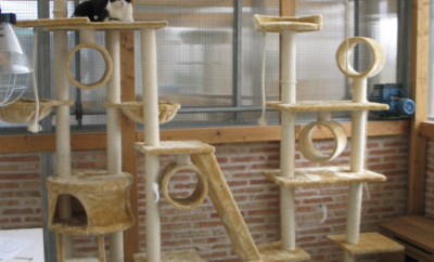 Gatosphera | Hotel para Gatos en Madrid